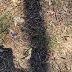 Rytidosperma sp. (Wallaby Grass) at Florey, ACT - 7 Nov 2023 by rbannister