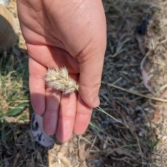 Rytidosperma sp. at Florey, ACT - 7 Nov 2023