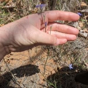 Wahlenbergia stricta subsp. stricta at Florey, ACT - 7 Nov 2023