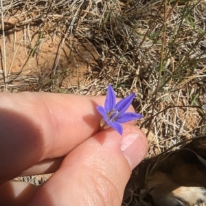 Wahlenbergia stricta subsp. stricta at Florey, ACT - 7 Nov 2023
