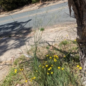 Austrostipa bigeniculata at Florey, ACT - 7 Nov 2023