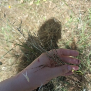 Austrostipa bigeniculata at Florey, ACT - 7 Nov 2023