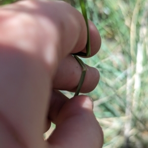 Austrostipa bigeniculata at Florey, ACT - 7 Nov 2023