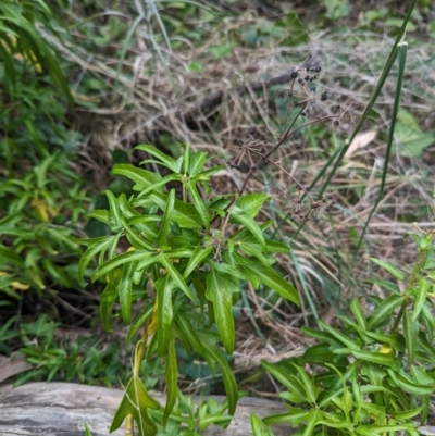 Hedera helix (Ivy) at Mount Rogers - 8 Nov 2023 by rbannister