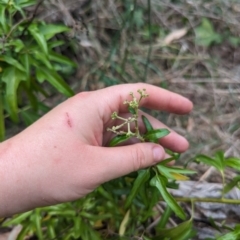 Hedera helix at Mount Rogers - 8 Nov 2023