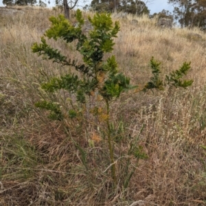 Acacia baileyana x Acacia decurrens at Mount Rogers - 8 Nov 2023 10:39 AM