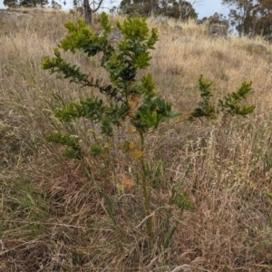 Acacia baileyana x Acacia decurrens at Mount Rogers - 8 Nov 2023