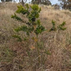 Acacia baileyana x Acacia decurrens at Mount Rogers - 8 Nov 2023