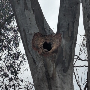 Eucalyptus rossii at Fraser, ACT - 8 Nov 2023