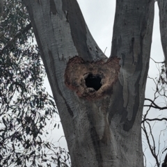 Eucalyptus rossii at Fraser, ACT - 8 Nov 2023