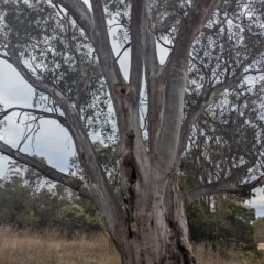 Eucalyptus rossii at Fraser, ACT - 8 Nov 2023