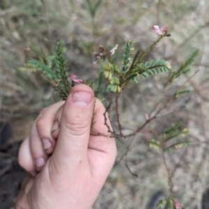 Indigofera adesmiifolia at Mount Rogers - 8 Nov 2023