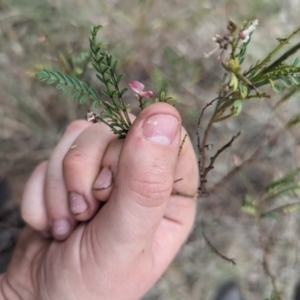 Indigofera adesmiifolia at Mount Rogers - 8 Nov 2023