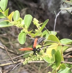 Porrostoma rhipidium (Long-nosed Lycid (Net-winged) beetle) at Farrer Ridge NR  (FAR) - 8 Nov 2023 by melchapman