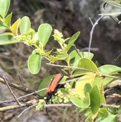 Porrostoma rhipidium at Farrer Ridge NR  (FAR) - 8 Nov 2023