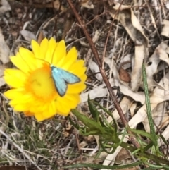 Pollanisus (genus) (A Forester Moth) at Tuggeranong, ACT - 7 Nov 2023 by melchapman