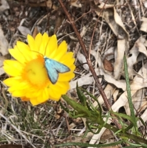 Pollanisus (genus) at Farrer Ridge NR  (FAR) - 8 Nov 2023