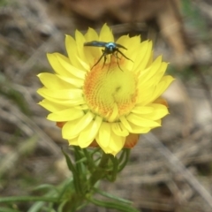 Pollanisus (genus) at Farrer Ridge NR  (FAR) - 8 Nov 2023