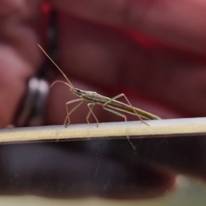 Mutusca brevicornis at QPRC LGA - 9 Nov 2023