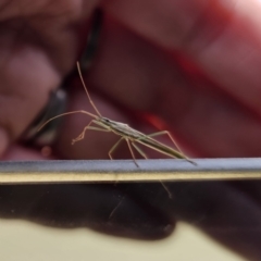 Mutusca brevicornis at QPRC LGA - 9 Nov 2023