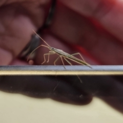 Mutusca brevicornis at QPRC LGA - 9 Nov 2023