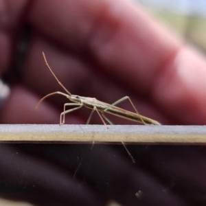 Mutusca brevicornis at QPRC LGA - 9 Nov 2023