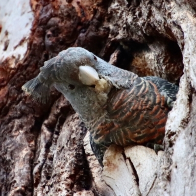 Callocephalon fimbriatum (Gang-gang Cockatoo) at Hughes, ACT - 9 Nov 2023 by LisaH