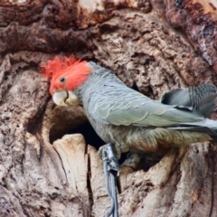 Callocephalon fimbriatum at Hughes, ACT - 9 Nov 2023