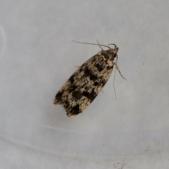 Barea codrella (A concealer moth) at Hughes, ACT - 9 Nov 2023 by LisaH