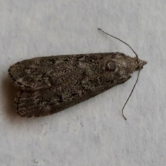 Heteromicta pachytera at Hughes, ACT - 9 Nov 2023