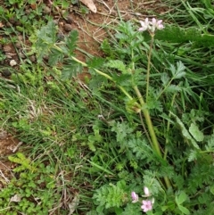 Erodium cicutarium (Common Storksbill, Common Crowfoot) at Belconnen, ACT - 5 Sep 2021 by SarahHnatiuk