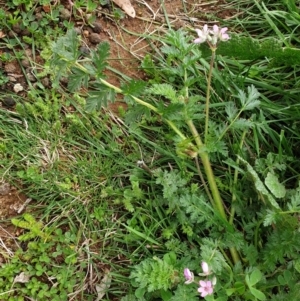 Erodium cicutarium at Mount Painter - 5 Sep 2021 11:23 AM