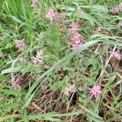 Fumaria sp. (Fumitory) at Mount Painter - 8 Sep 2021 by SarahHnatiuk