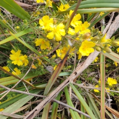 Hibbertia calycina (Lesser Guinea-flower) at Cook, ACT - 21 Sep 2021 by SarahHnatiuk