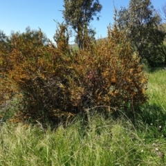 Daviesia mimosoides subsp. mimosoides at Mount Painter - 17 Oct 2021 by SarahHnatiuk