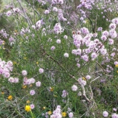 Kunzea parvifolia (Violet Kunzea) at Mount Painter - 2 Nov 2021 by SarahHnatiuk