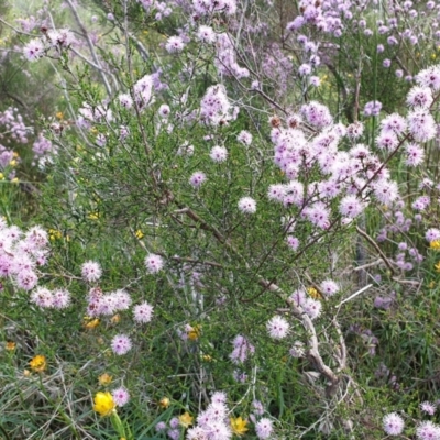 Kunzea parvifolia (Violet Kunzea) at Cook, ACT - 2 Nov 2021 by SarahHnatiuk