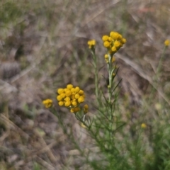 Chrysocephalum semipapposum (Clustered Everlasting) at Bungendore, NSW - 9 Nov 2023 by Csteele4