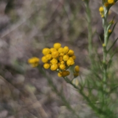 Chrysocephalum semipapposum at Gidleigh TSR - 9 Nov 2023 03:58 PM