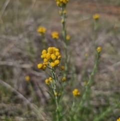 Chrysocephalum semipapposum at Gidleigh TSR - 9 Nov 2023 03:58 PM