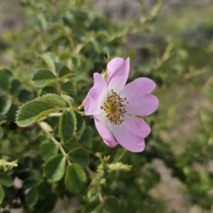 Rosa rubiginosa at Gidleigh TSR - 9 Nov 2023 03:55 PM