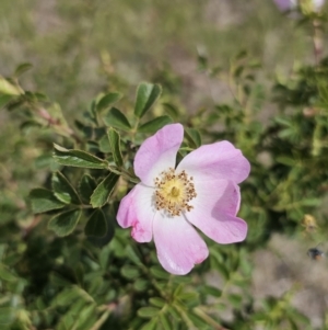 Rosa rubiginosa at Gidleigh TSR - 9 Nov 2023
