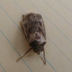 Agrotis (genus) at QPRC LGA - 8 Nov 2023 by Paul4K