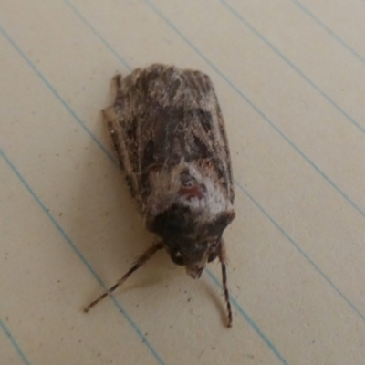 Agrotis (genus) at QPRC LGA - 8 Nov 2023 by Paul4K