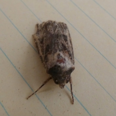 Agrotis (genus) at Queanbeyan, NSW - 7 Nov 2023 by Paul4K