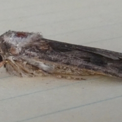 Agrotis (genus) at QPRC LGA - 8 Nov 2023