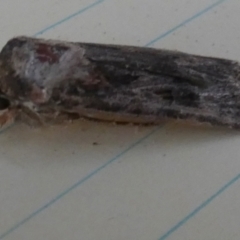 Agrotis (genus) at QPRC LGA - 8 Nov 2023