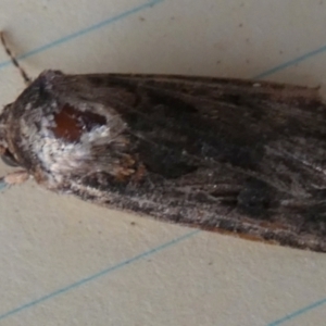 Agrotis (genus) at QPRC LGA - 8 Nov 2023