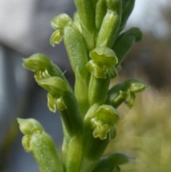 Microtis unifolia (Common Onion Orchid) at Bicentennial Park - 7 Nov 2023 by Paul4K