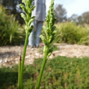 Microtis unifolia at Bicentennial Park - 8 Nov 2023